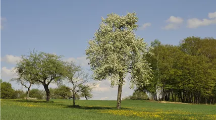 Laubbäume im Frühling