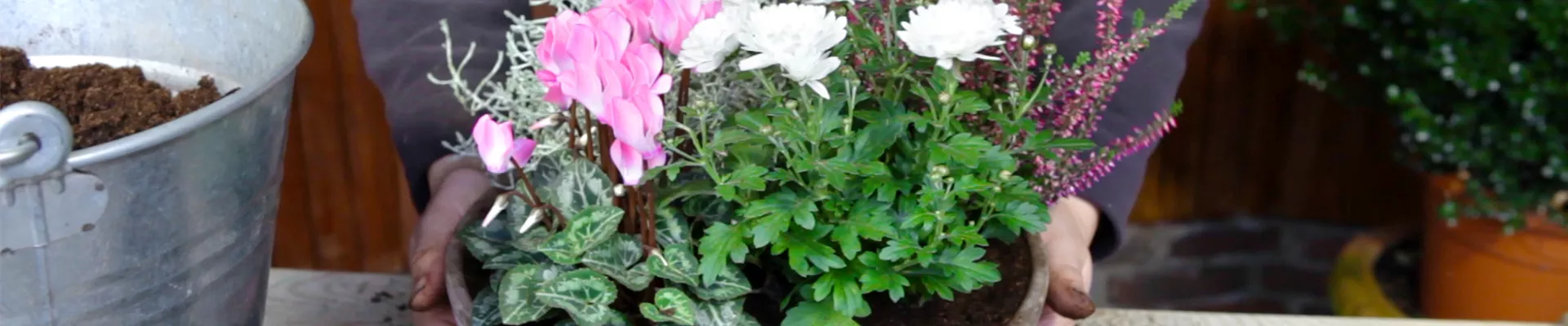 Blumenkübel - Herbstliche Bepflanzung (thumbnail).jpg Blumenkübel - Herbstliche Bepflanzung (thumbnail).jpg