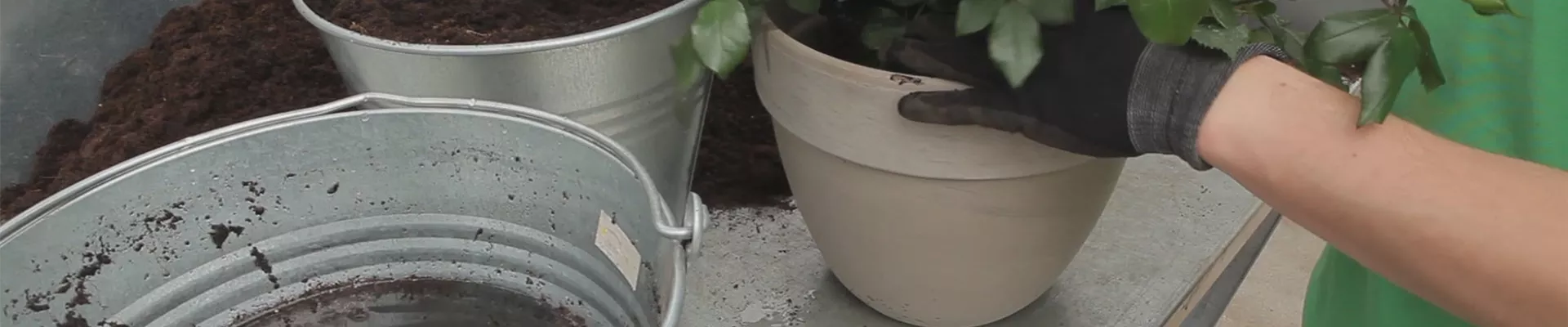 Rosen - Einpflanzen in ein Gefäß (thumbnail).jpg Rosen - Einpflanzen in ein Gefäß (thumbnail).jpg