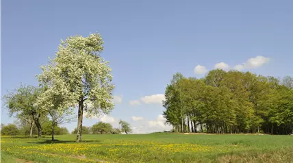 Laubbäume im Frühling