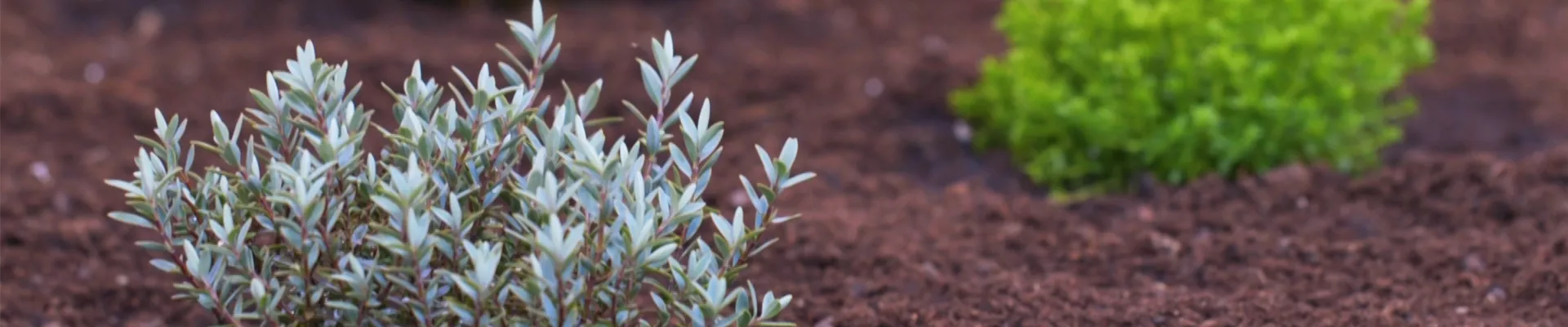 Strauchveronika - Einpflanzen imm Garten (thumbnail).jpg Strauchveronika - Einpflanzen imm Garten (thumbnail).jpg