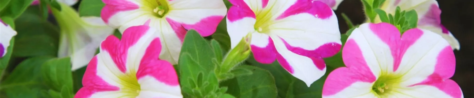 Petunie - Einpflanzen im Garten (thumbnail).jpg Petunie - Einpflanzen im Garten (thumbnail).jpg