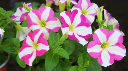 Petunie - Einpflanzen im Garten (thumbnail)
