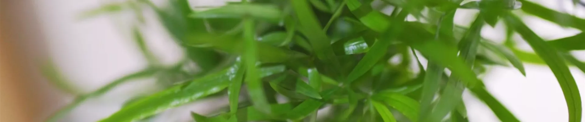 Zierspargel - Umtopfen (thumbnail).jpg Zierspargel - Umtopfen (thumbnail).jpg