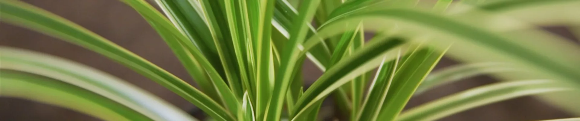 Japansegge - Einpflanzen im Garten.jpg Japansegge - Einpflanzen im Garten.jpg