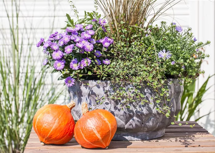 Garten to go: ungewöhnlich Pflanzgefäße im mobilen Garten