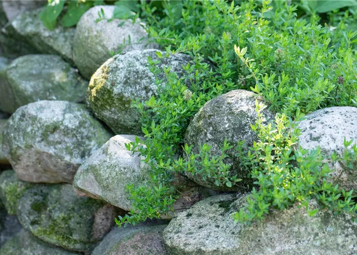 Die Welt der Kräuter Die Welt der Kräuter