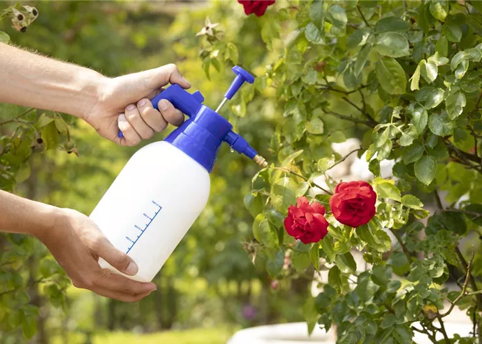 Natürlicher Pflanzenschutz - es muss nicht gleich die Chemie-Keule sein