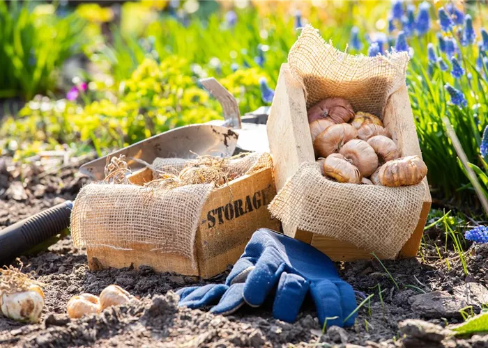Sämereien & Blumenzwiebeln in unserem Sortiment