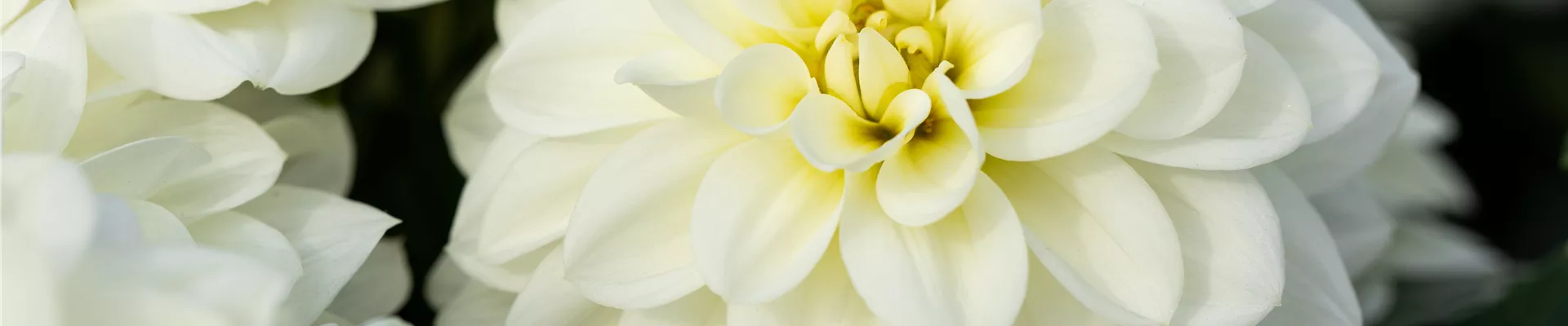 2021-1-20.9-26.GS671292.jpg 2021-1-20.9-26.GS671292.jpg