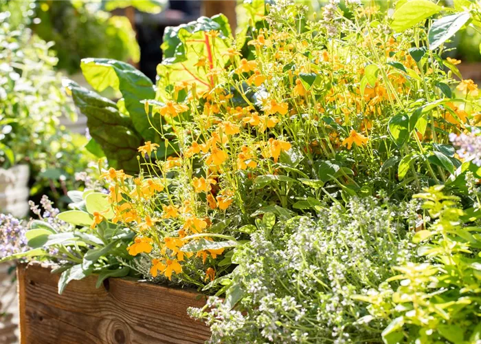 Wissenswertes über Gartencenter Haubensak Wissenswertes über Gartencenter Haubensak