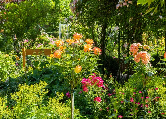 Haubensak Card Haubensak Card