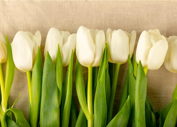 Gutscheine Gutscheine