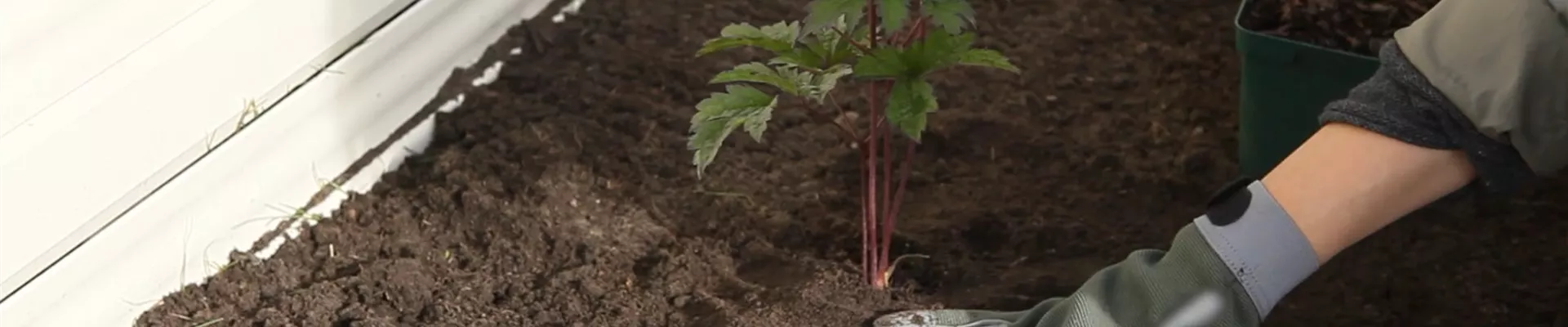 Silberkerzen - Einpflanzen Im Garten (Thumbnail).jpg