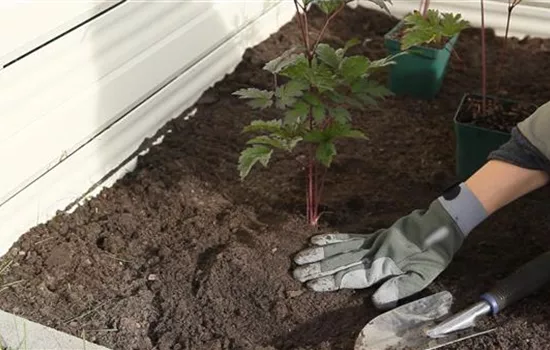 Silberkerze - Einpflanzen im Garten Silberkerze - Einpflanzen im Garten