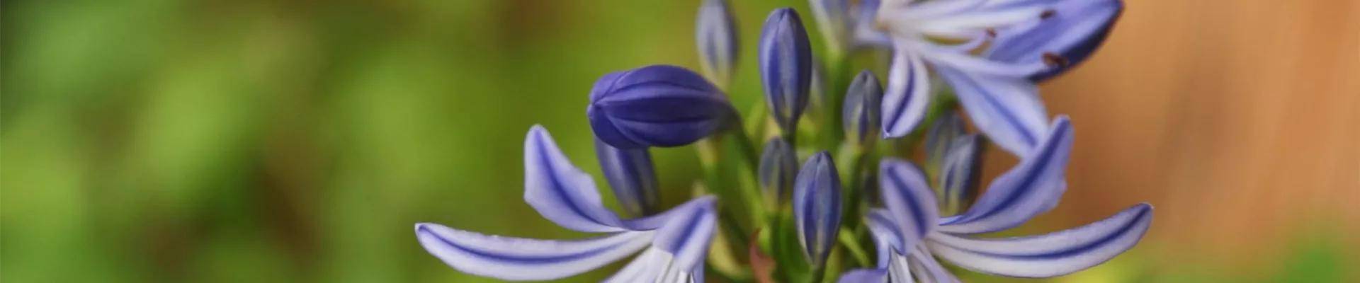 Afrikanische Schmucklilie - Einpflanzen in ein Gefäß (Thumbnail).jpg Afrikanische Schmucklilie - Einpflanzen in ein Gefäß (Thumbnail).jpg