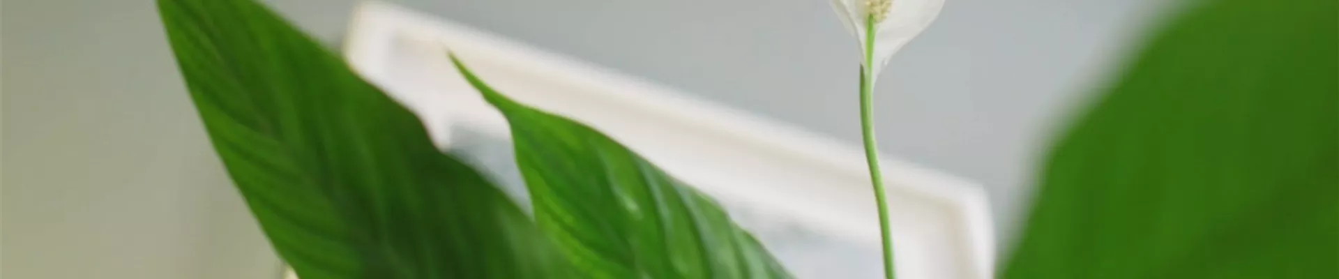 Zimmerpflanzenportrait - Einblatt (Thumbnail).jpg Zimmerpflanzenportrait - Einblatt (Thumbnail).jpg