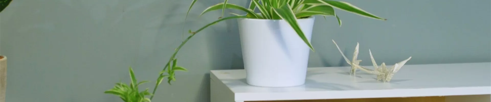 Zimmerpflanzenportrait - Grünlilie (Thumbnail).jpg Zimmerpflanzenportrait - Grünlilie (Thumbnail).jpg