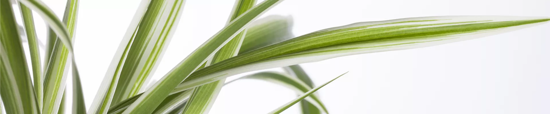 GS426736.jpg GS426736.jpg