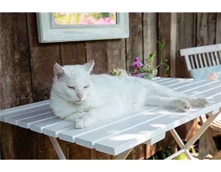 Warum miauen Katzen?