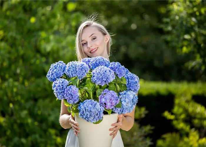 Der schöne Garten-Klassiker - die Hortensie 