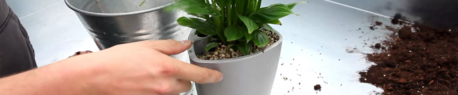 Einblatt - Einpflanzen in ein Gefäß (4).jpg Einblatt - Einpflanzen in ein Gefäß (4).jpg