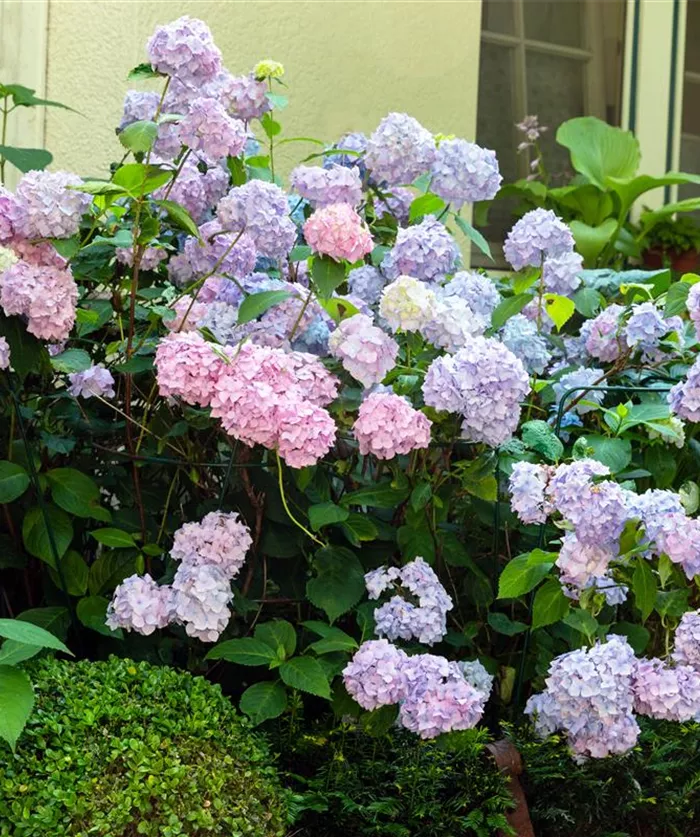 Hortensie im Garten