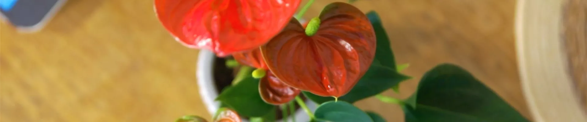 Flamingoblume (thumbnail).jpg Flamingoblume (thumbnail).jpg