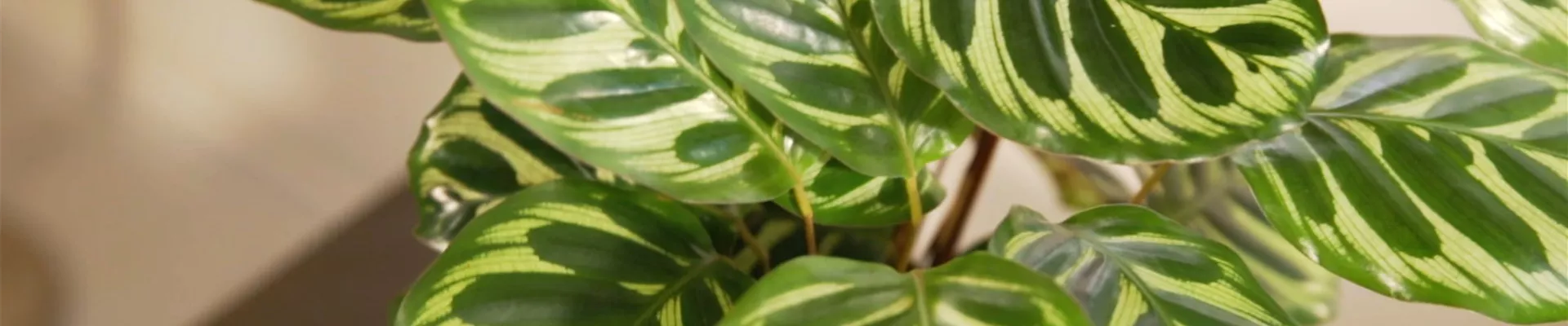 Korbmarante (Thumbnail).jpg Korbmarante (Thumbnail).jpg