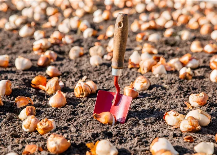 Blumenzwiebeln richtig pflanzen