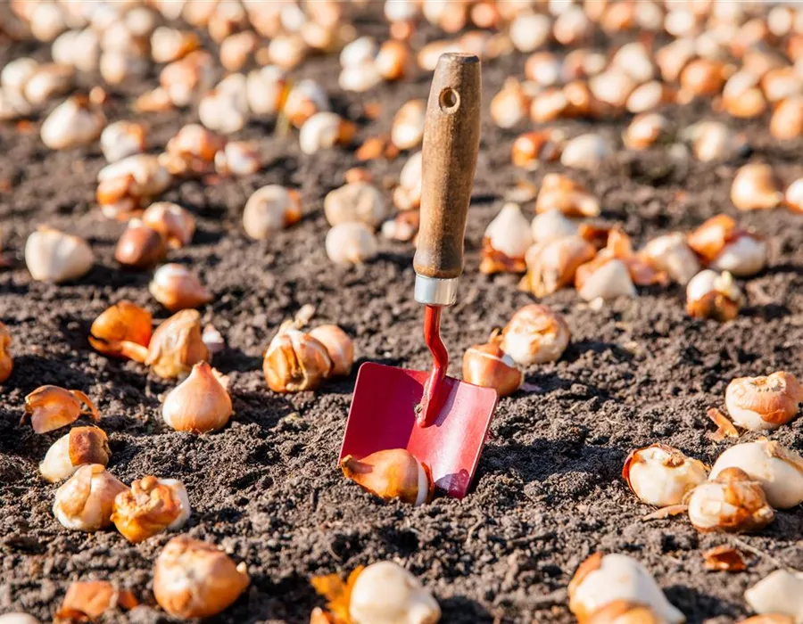 Blumenzwiebeln jetzt pflanzen Blumenzwiebeln jetzt pflanzen