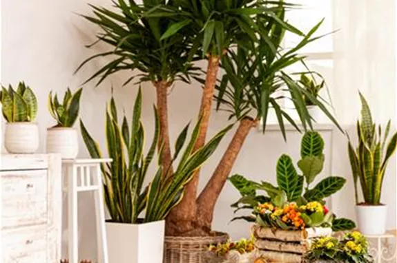 Zimmerpflanzen