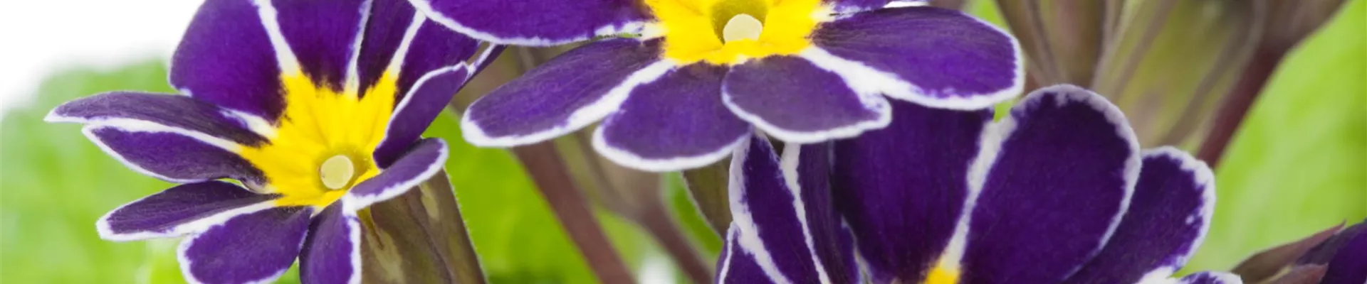 Schlüsselblume - Einpflanzen im Garten (Thumbnail).jpg Schlüsselblume - Einpflanzen im Garten (Thumbnail).jpg