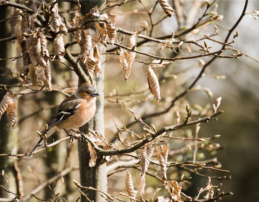 Winter-Vogelfütterung