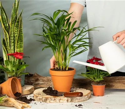 INDOOR GÄRTNER-WISSEN