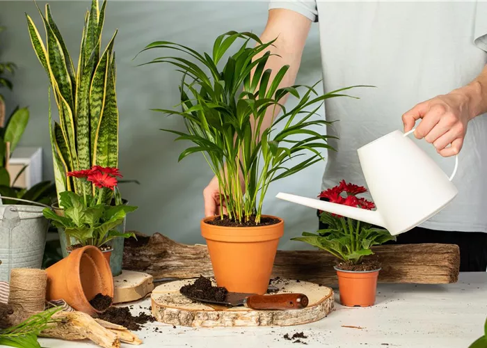 Indoor Gärtner-Wissen