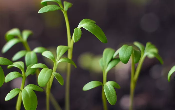 sprouting-seedlings-in-a-box.jpg