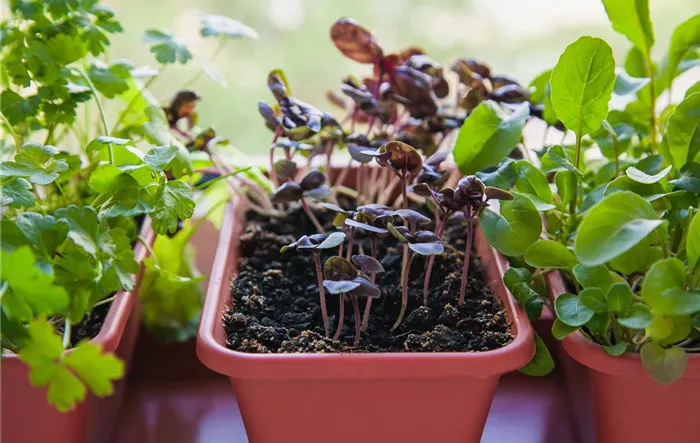 growing-herbs-on-the-windowsill-young-sprouts-of-lilac-basil-parsley-and-arugula-in-a-pot-on-a-white-windowsill.jpg