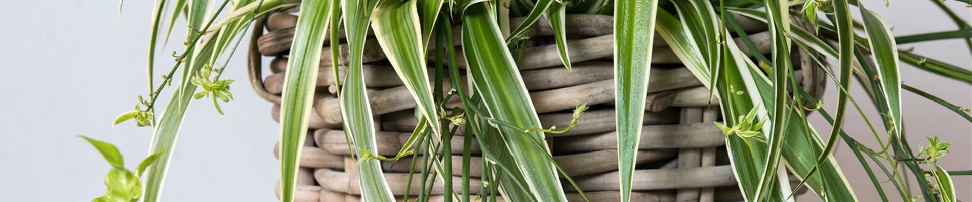Floradania Chlorophytum_comosum_-_luftrensere_2 Gru╠ênlilie.jpeg