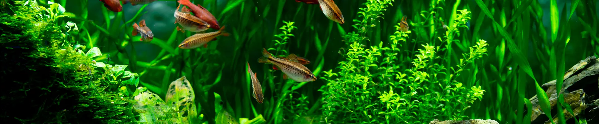 tropical-fish-freshwater-aquarium-underwater-world-plants-fish.jpg