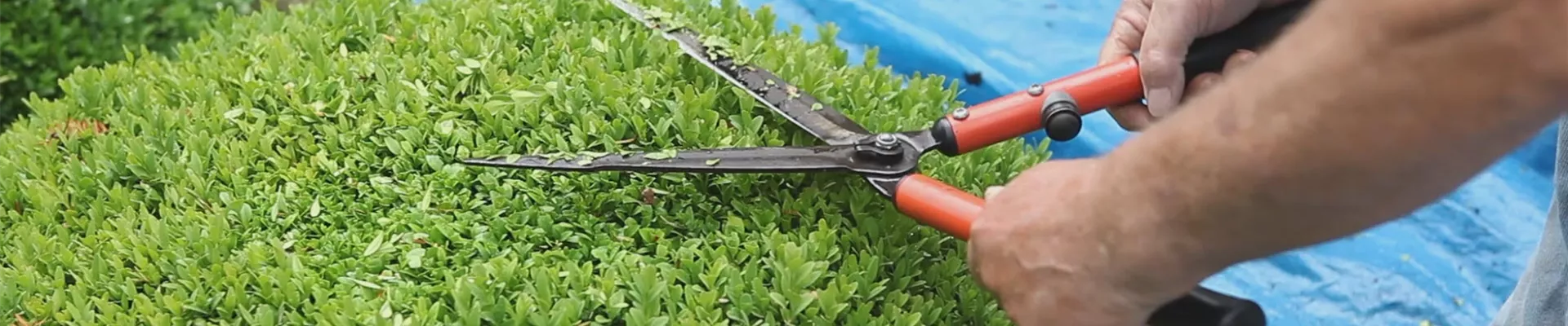 Buchsbaum - Zurückschneiden (thumbnail).jpg Buchsbaum - Zurückschneiden (thumbnail).jpg