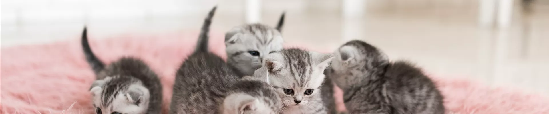five-little-grey-kittens-lie-pink-carpet.jpg