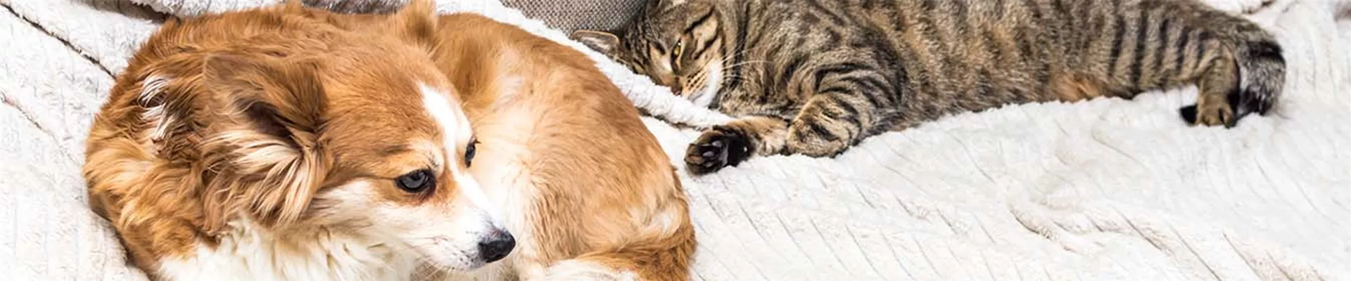 Tierapotheke Zecken_Flöhe.jpg