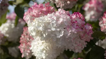 Hydrangea paniculata