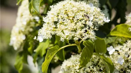 Hydrangea petiolaris