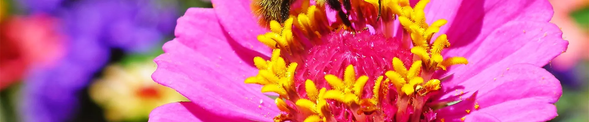 bumblebee-5539484_1280.jpg bumblebee-5539484_1280.jpg