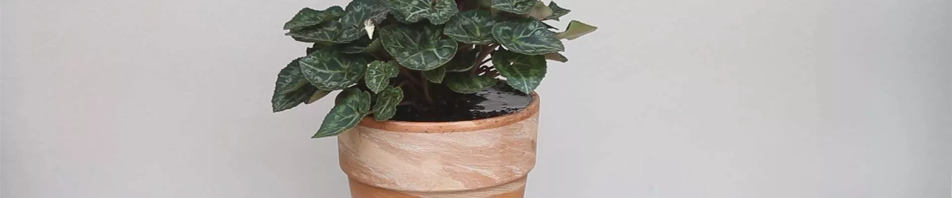 Alpenveilchen - Einpflanzen in ein Gefäß (thumbnail).jpg Alpenveilchen - Einpflanzen in ein Gefäß (thumbnail).jpg