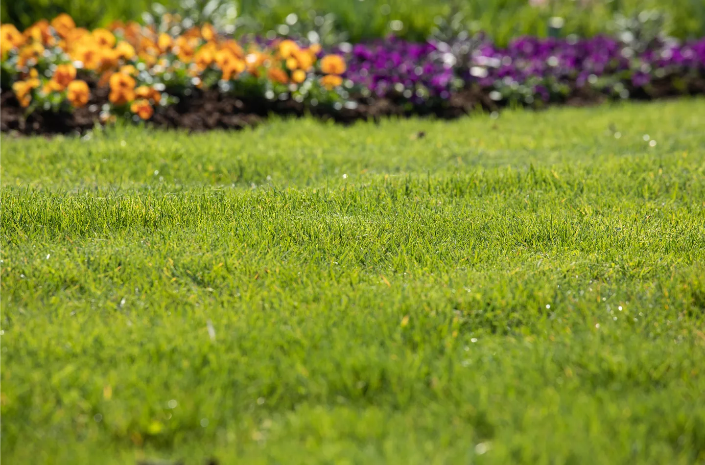 Für jeden Garten den richtigen Rasen