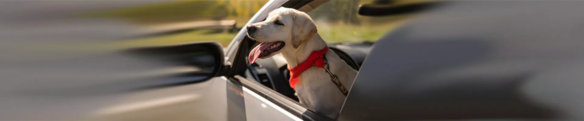 Achtung Hitzefalle Auto Hund.jpg
