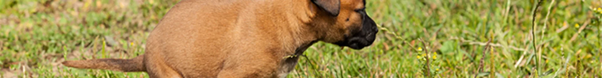 Verdauungsprobleme beim Hund.jpg